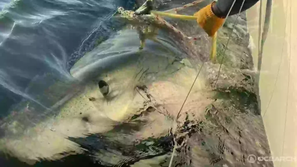 Biggest male great white shark ever recorded in Atlantic Ocean discovered off US coast